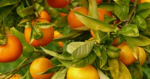 propiedades de la mandarina