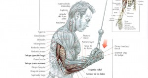 extensión de tríceps en polea agarre invertido