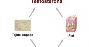 Testosterona baja