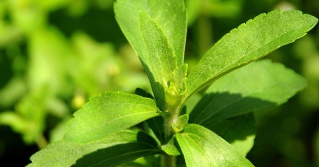 Propiedades de la stevia