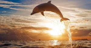 la plancha del delfín