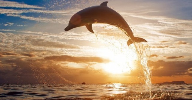 la plancha del delfín