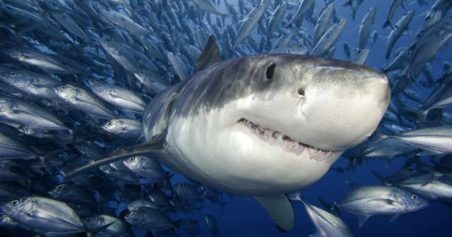 Cartílago de tiburón