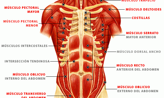 Músculos abdominales